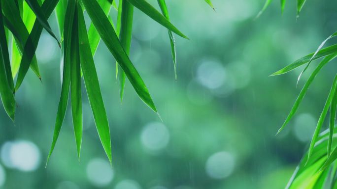 竹林下雨竹叶雨滴