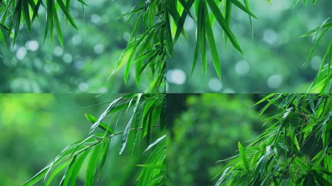 竹林下雨竹叶雨滴
