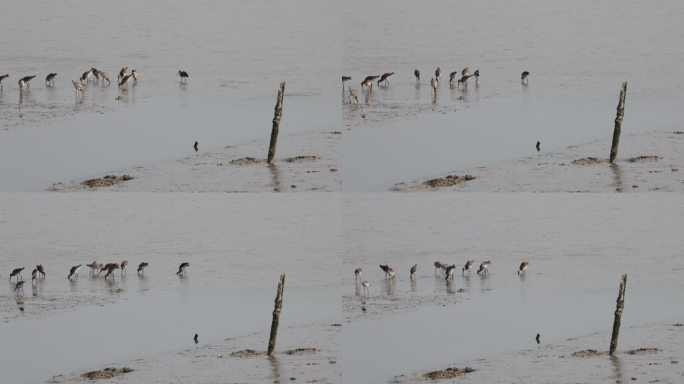 深圳湾飞行觅食的黑尾塍鹬群、鹬鸻群、鸟群