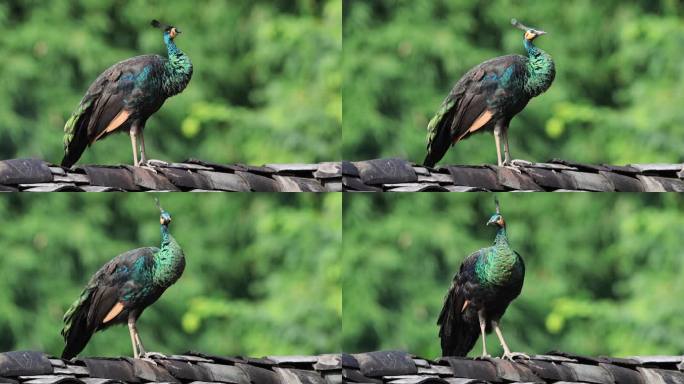 在房顶漫步的野生绿孔雀