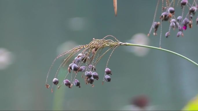 湖边野生植物野花果实