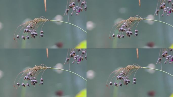 湖边野生植物野花果实