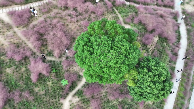 台州温岭植物园粉黛乱子草航拍