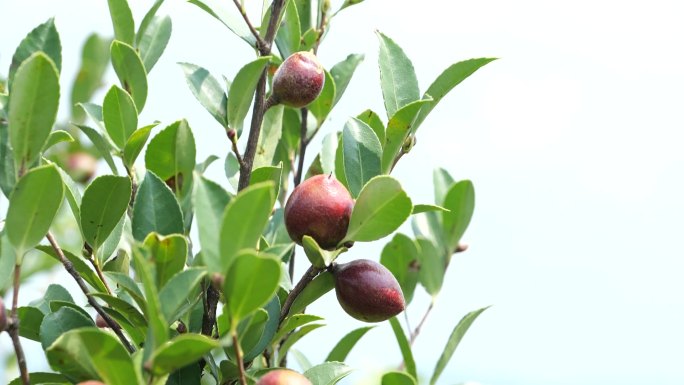 实拍油茶树