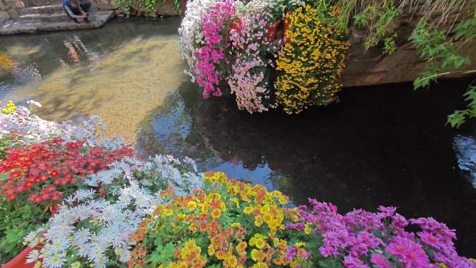 丽江古城和菊花