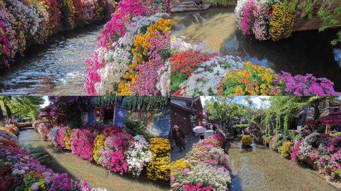 丽江古城和菊花