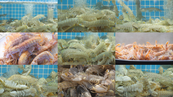 皮皮虾 渤海湾特产