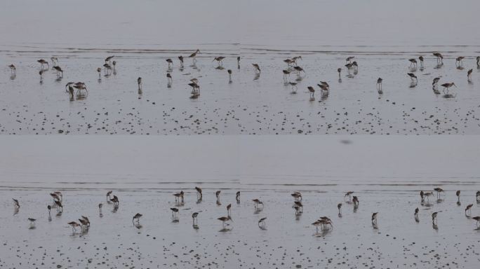 深圳湾飞行觅食的黑尾塍鹬群、鹬鸻群、鸟群
