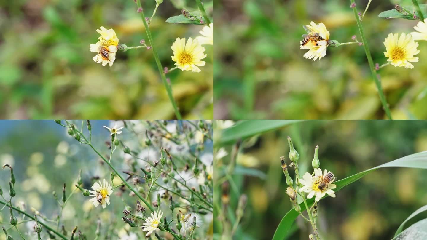 蜜蜂飞行 慢动作 翅膀缓慢拍打 采蜜花朵