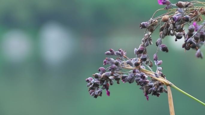 湖边野生植物野花果实