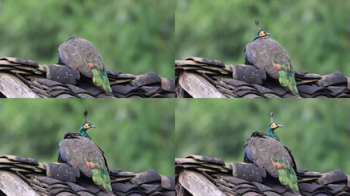 中国珍稀一级保护动物绿孔雀