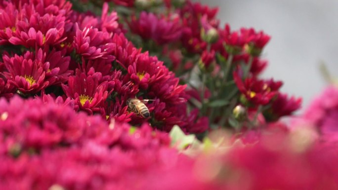 蜜蜂与菊花
