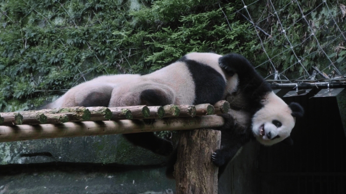 熊猫攀爬嬉戏玩耍实拍视频