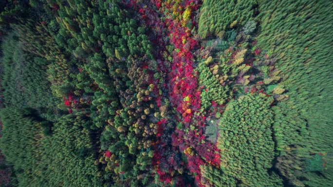 【高清6K】大自然秋景