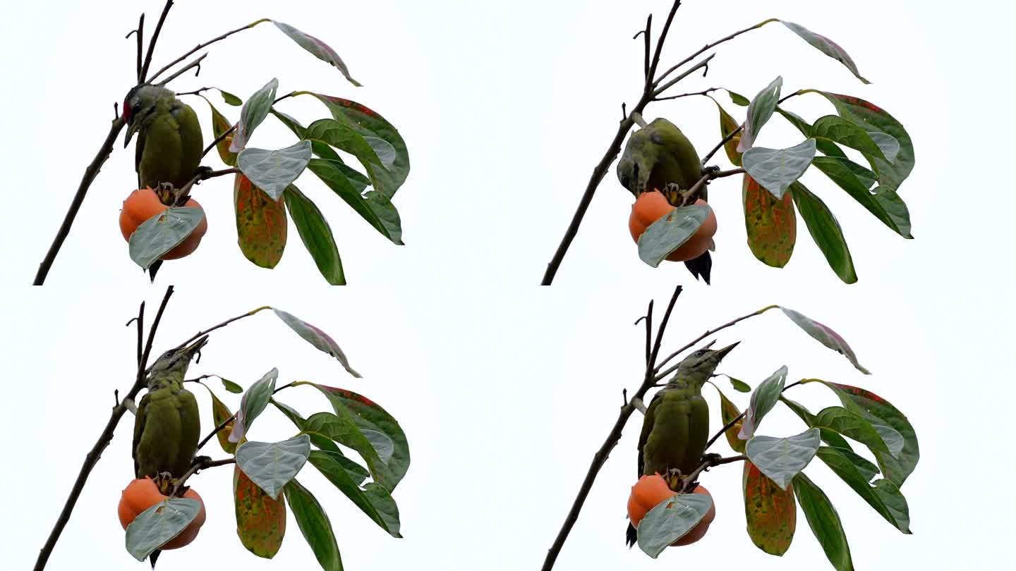 灰头绿啄木鸟吃柿子起飞
