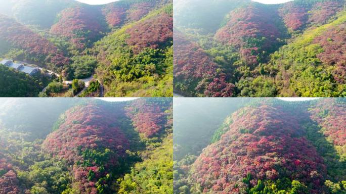 济南八里峪红叶