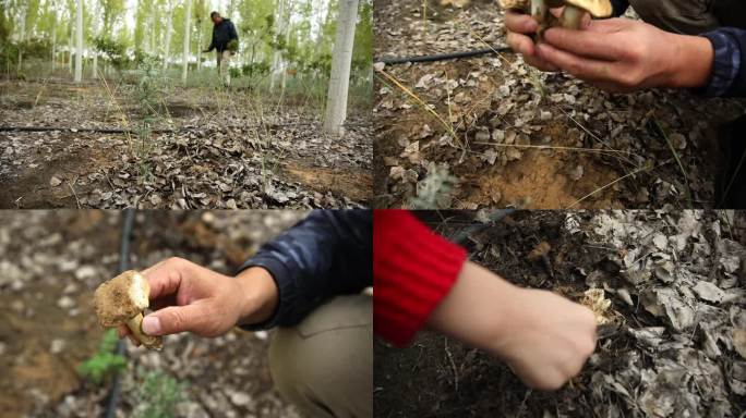 户外树林采集野生蘑菇