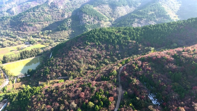 济南八里峪红叶