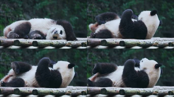 熊猫睡觉挠痒