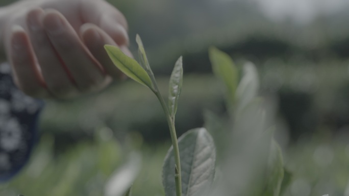 茶叶采摘特写