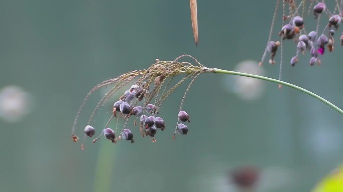 湖边野生植物野花果实