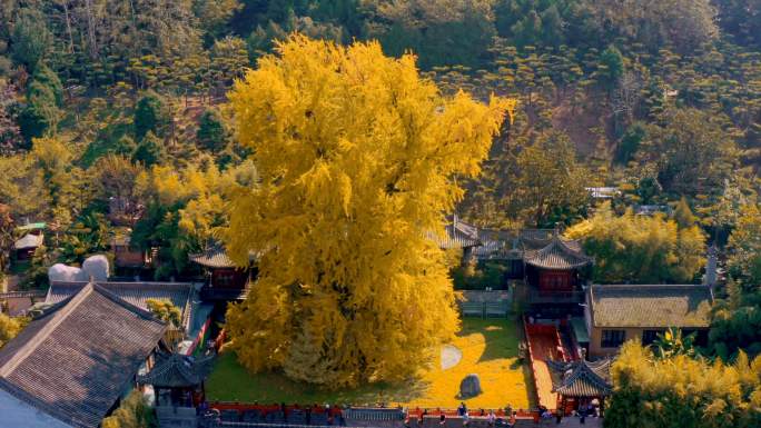 西安秦岭古观音禅寺银杏树