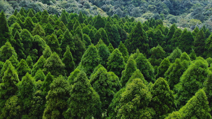 柳杉森林