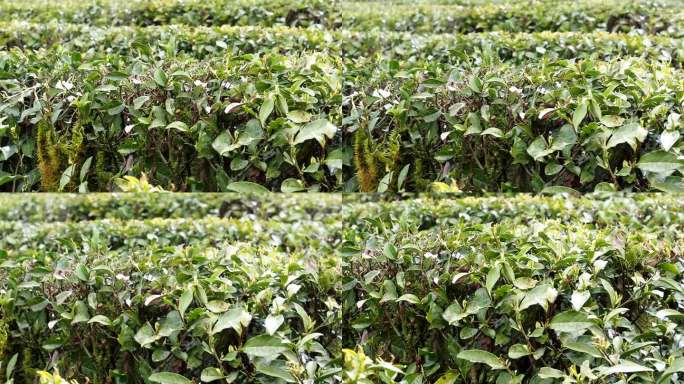 一片种着绿茶的田地，世界上最北的茶园。俄罗斯索契