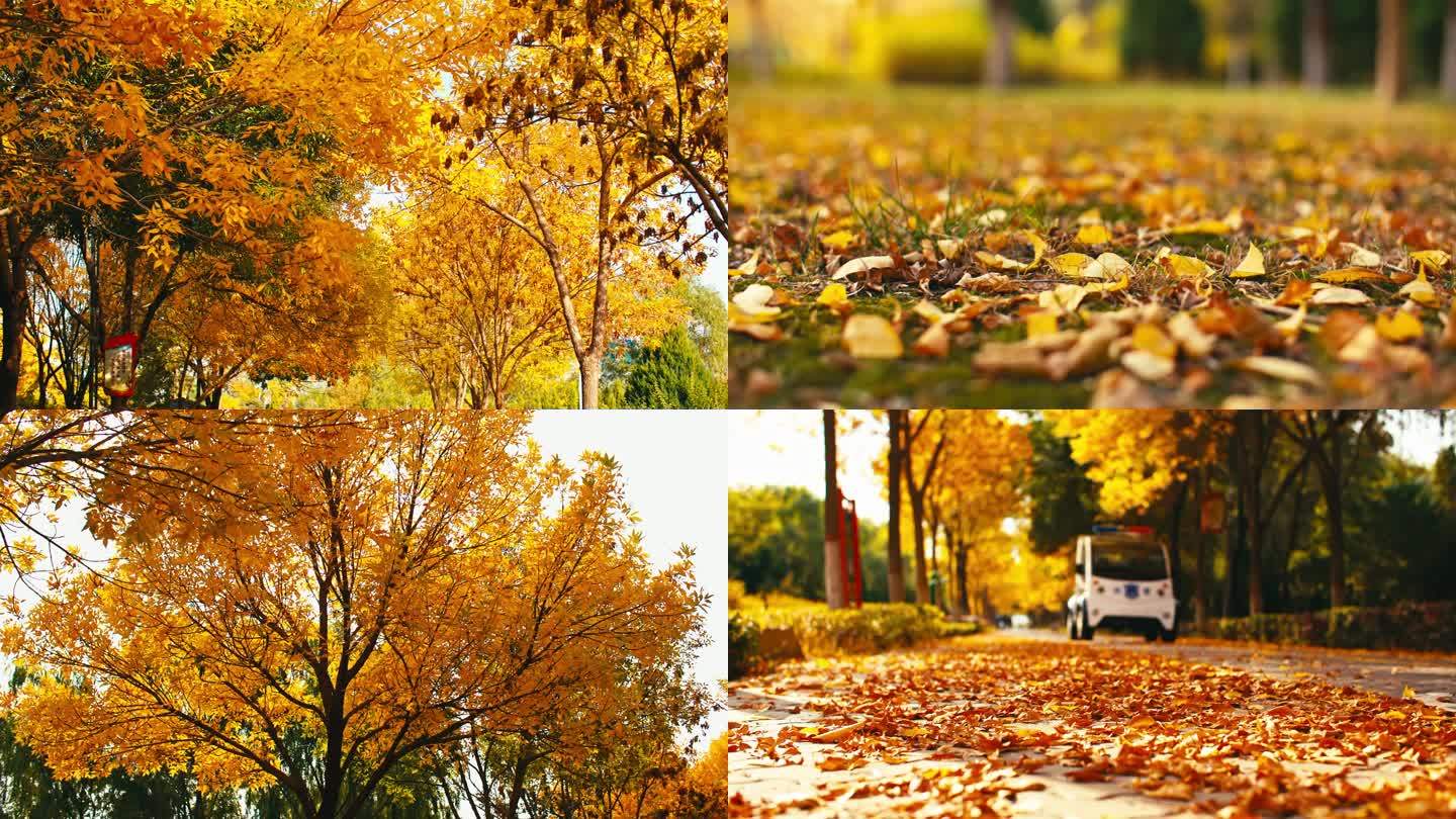 金色秋天公园阳光树叶-秋天落叶小路