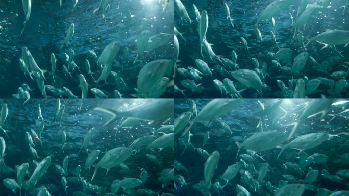海底世界，鱼群