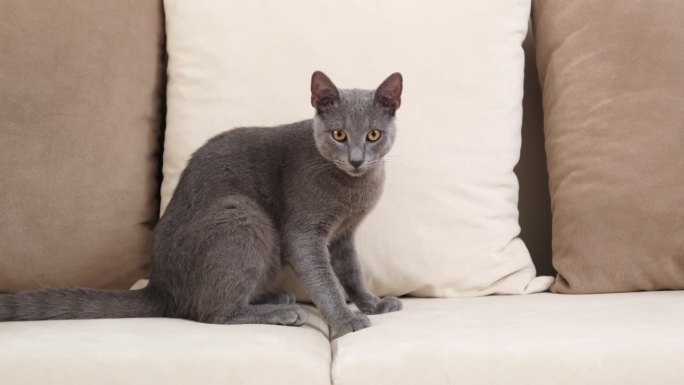 年轻的蓝色俄罗斯猫梳理米色沙发