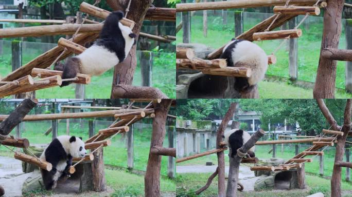 熊猫渝可吊桥玩耍