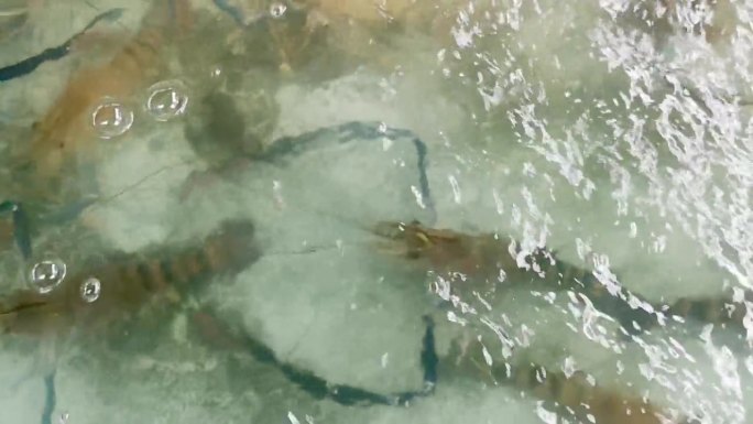 淡水虾、小龙虾、龙虾在沙井中加入氧气泡，作为烹饪的原料。