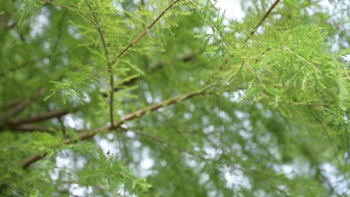 唯美山林树木夏日空镜钓鱼水面鸟湖泊合集