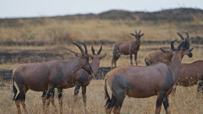一群托比羚羊在马赛马拉国家保护区的草原上吃草