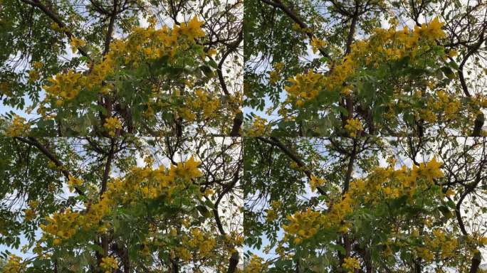 黄花在树上绽放，背景是蓝天，金花洒在美丽的蓝天，金花树和绿叶，决明子瘘花。