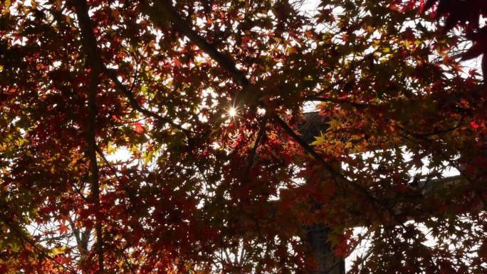 日本秋日阳光明媚，鸟居门上鲜红的橙色枫叶在树枝上微微晃动