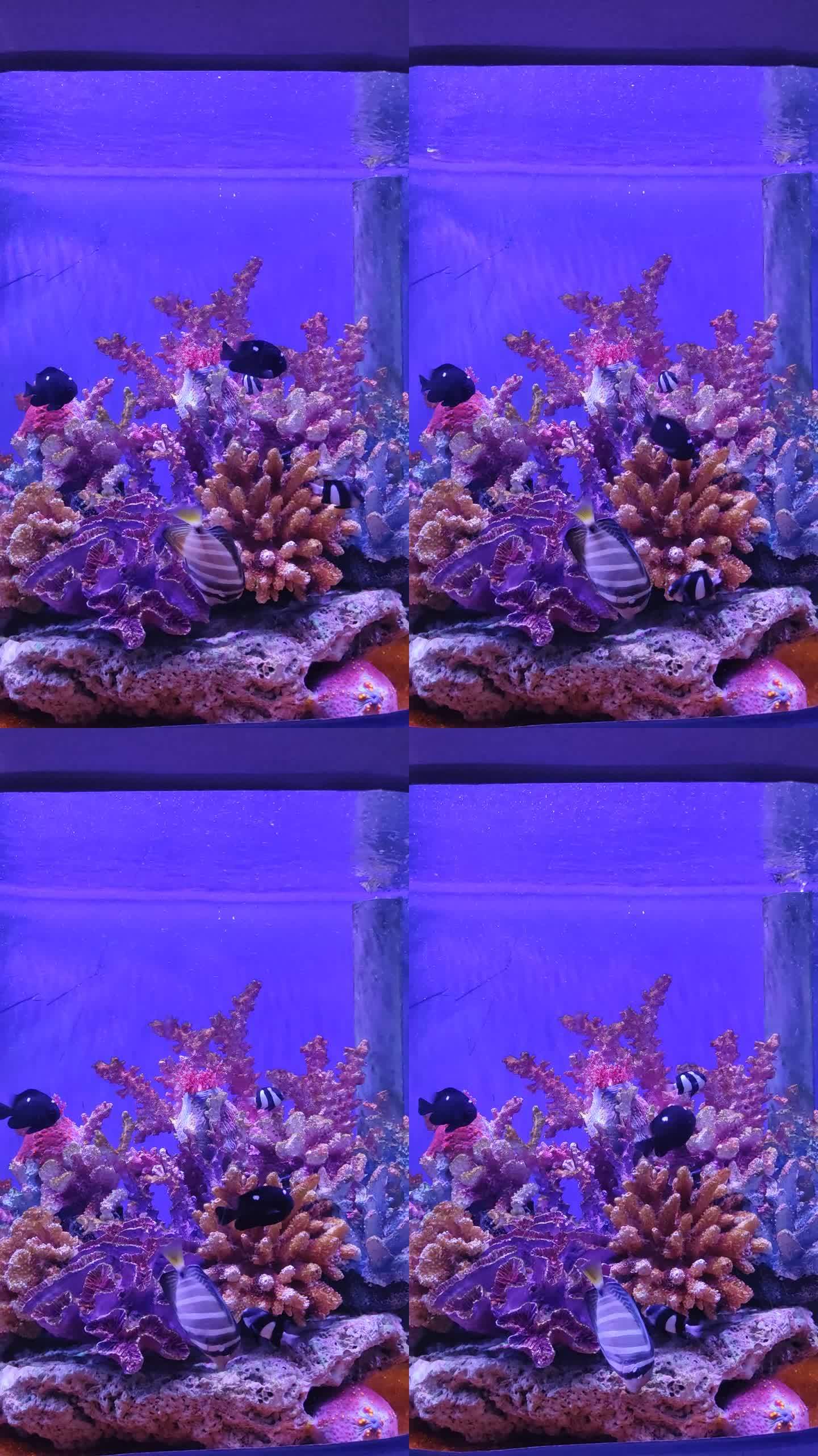 珊瑚水族鱼海洋世界鱼群