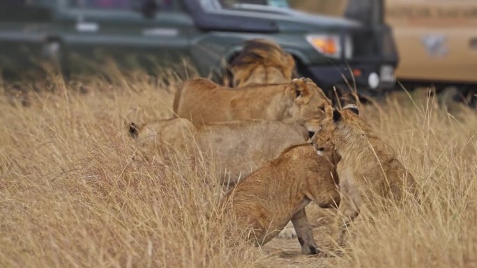 一群狮子在非洲国家保护区的草原上散步