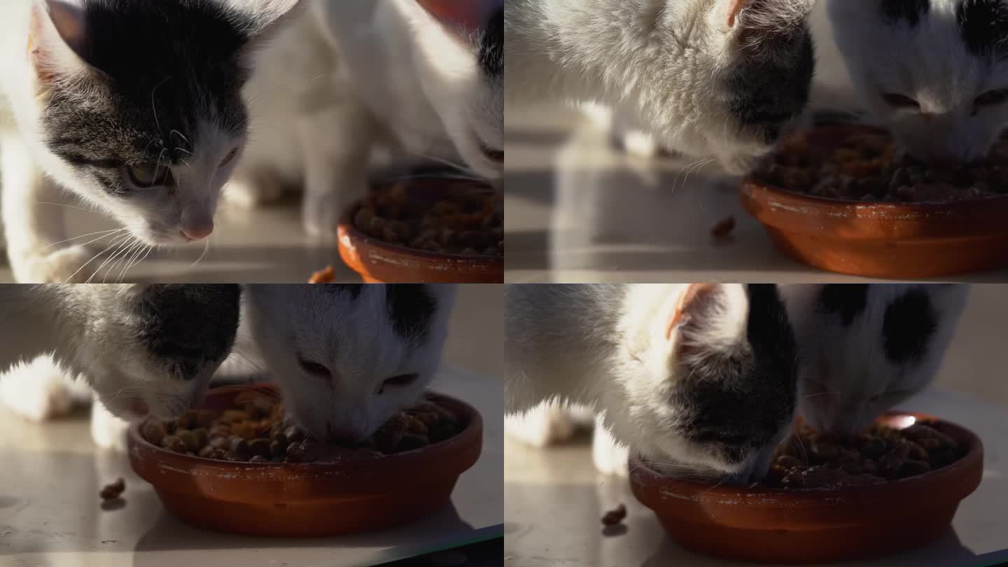 两只猫在吃它们的食物。湿的食物。他们很享受。