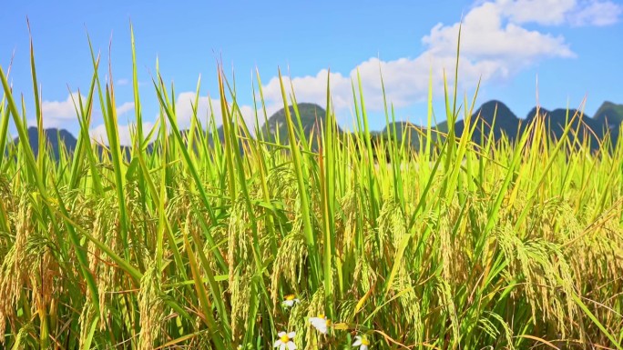 水稻 稻田丰收 田园风光