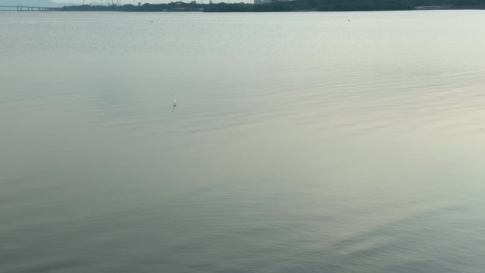 平静海面湖面上的一只孤鸟在觅食