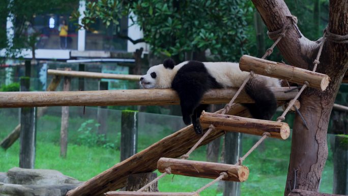 熊猫睡觉舔舌头
