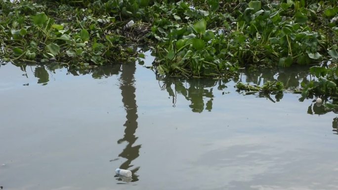 泰国萨穆沙空的Tha Chalom maachhai市，当地水生植物Pontederia Eichh