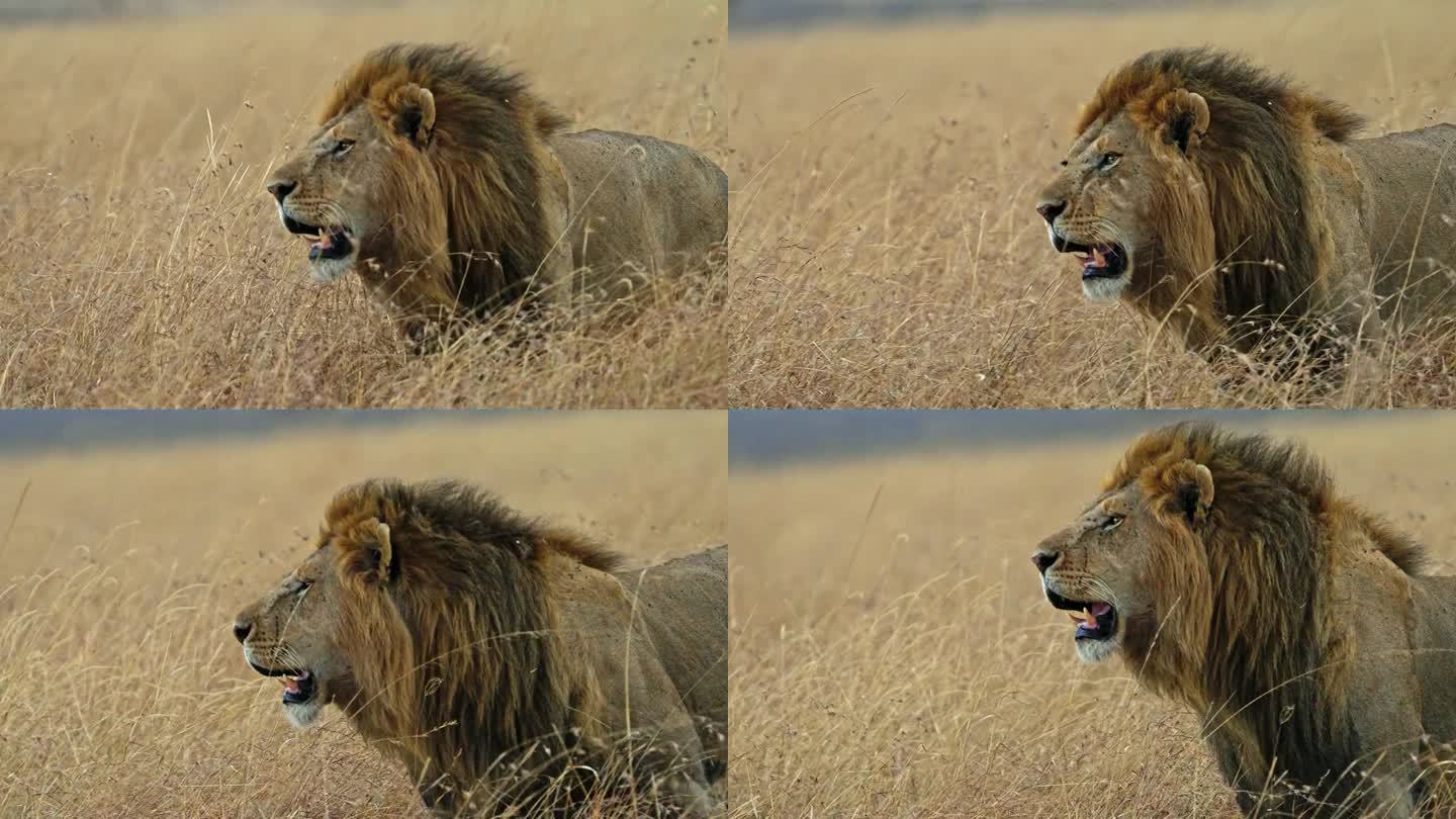 壮美的雄狮漫步在马赛马拉的非洲大草原上