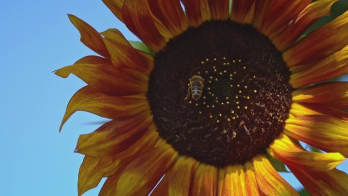 一只蜜蜂坐在向日葵上的特写