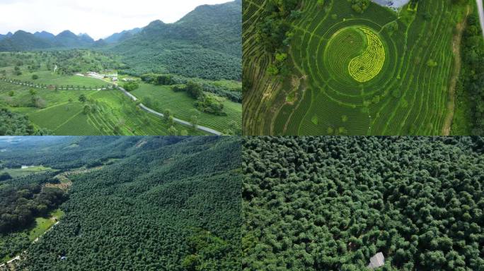 广东粤北清远航拍蓝天茶山原生态茶叶4K