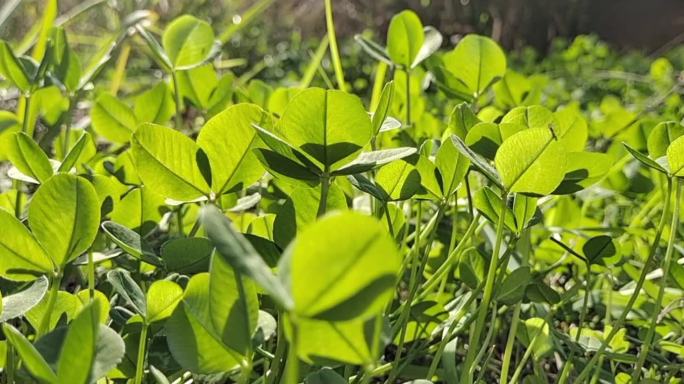 早晨阳光绿植小草草地特写摇动光影四叶草