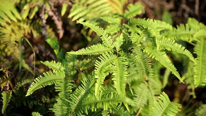 野生植物野生芒萁蕨  网红蕨