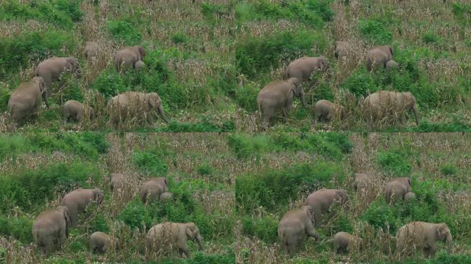 实拍成群野生亚洲象